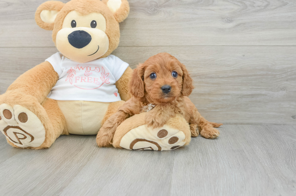 5 week old Cavapoo Puppy For Sale - Florida Fur Babies