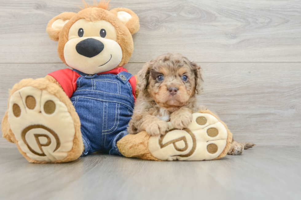 5 week old Cavapoo Puppy For Sale - Florida Fur Babies