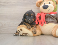 9 week old Cavapoo Puppy For Sale - Florida Fur Babies