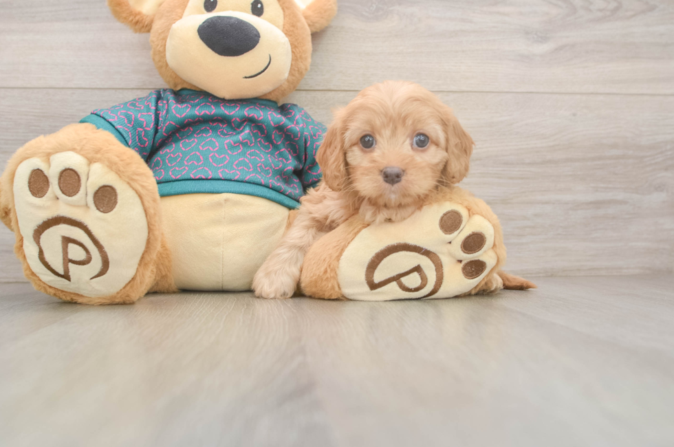 7 week old Cavapoo Puppy For Sale - Florida Fur Babies