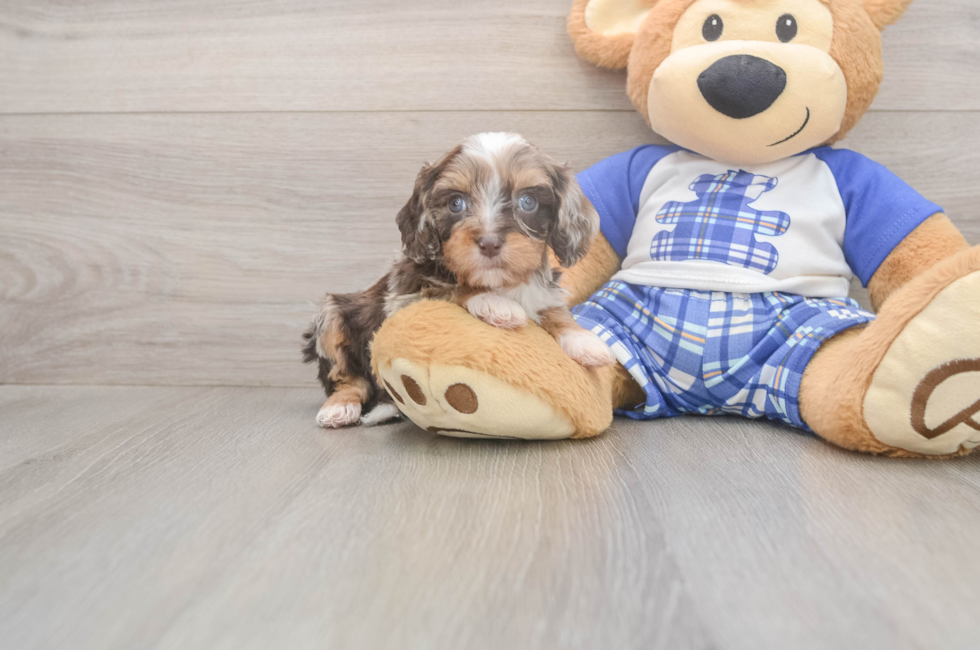 5 week old Cavapoo Puppy For Sale - Florida Fur Babies