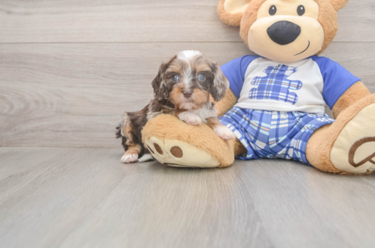 5 week old Cavapoo Puppy For Sale - Florida Fur Babies Energetic Cavoodle Poodle Mix Puppy