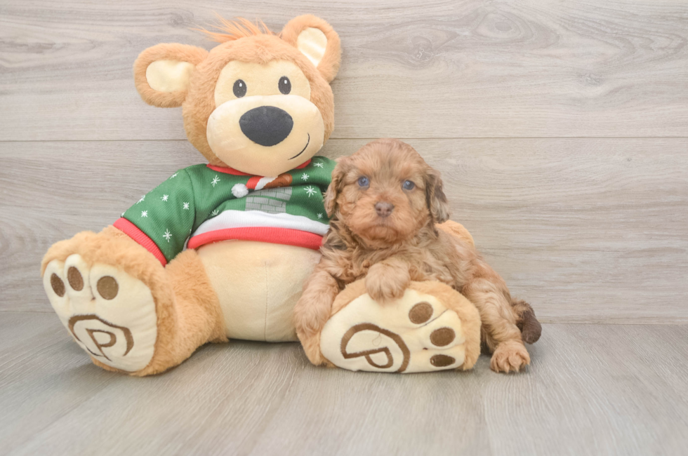 5 week old Cavapoo Puppy For Sale - Florida Fur Babies