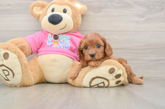 Sweet Cavapoo Baby