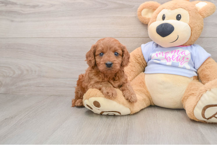 Hypoallergenic Cavadoodle Poodle Mix Puppy
