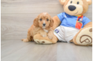 Sweet Cavapoo Baby