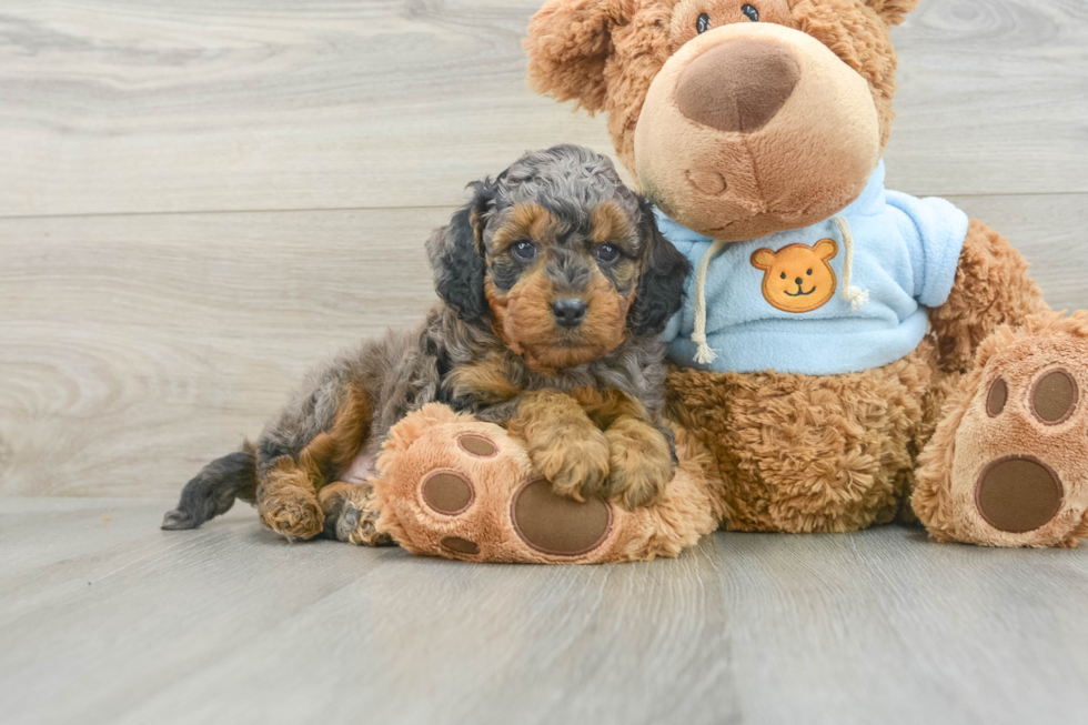 Cavapoo Pup Being Cute