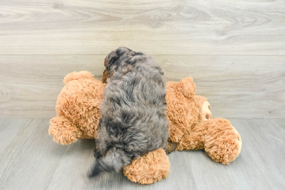 Adorable Cavalier King Charles Spaniel and Poodle Mix Poodle Mix Puppy