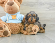 8 week old Cavapoo Puppy For Sale - Florida Fur Babies