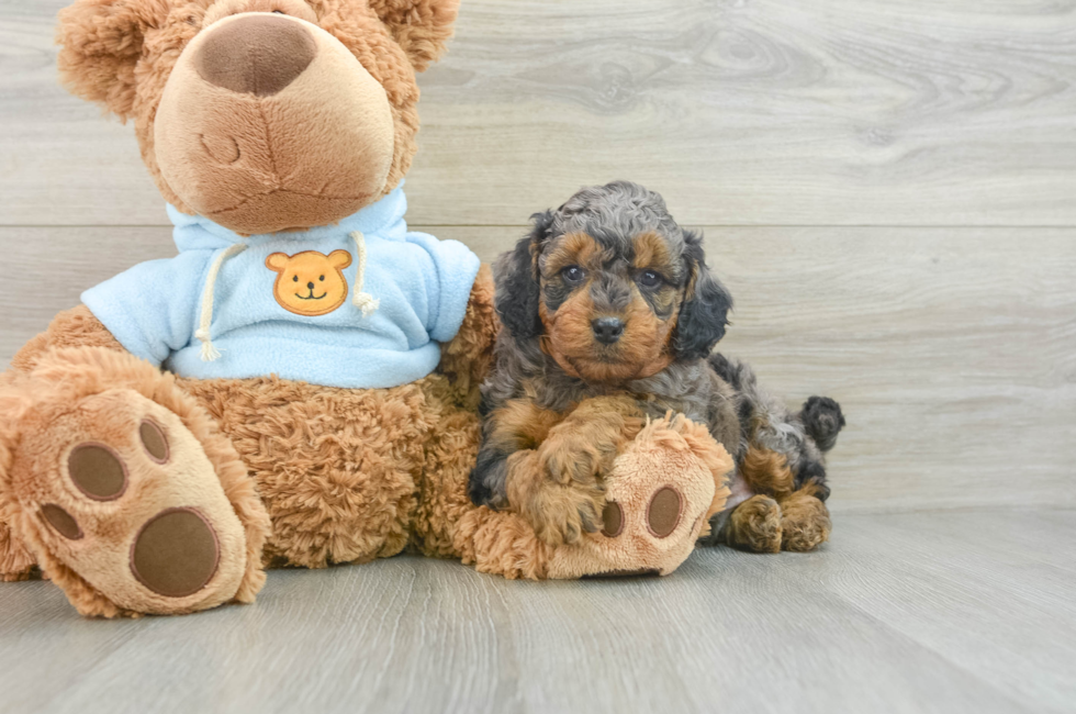 6 week old Cavapoo Puppy For Sale - Florida Fur Babies