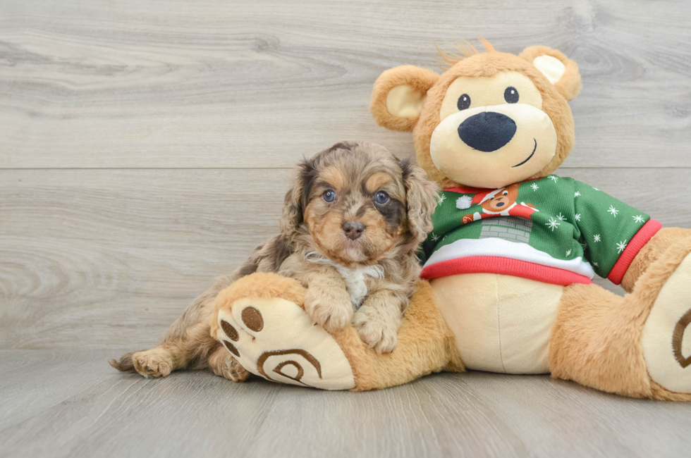 5 week old Cavapoo Puppy For Sale - Florida Fur Babies