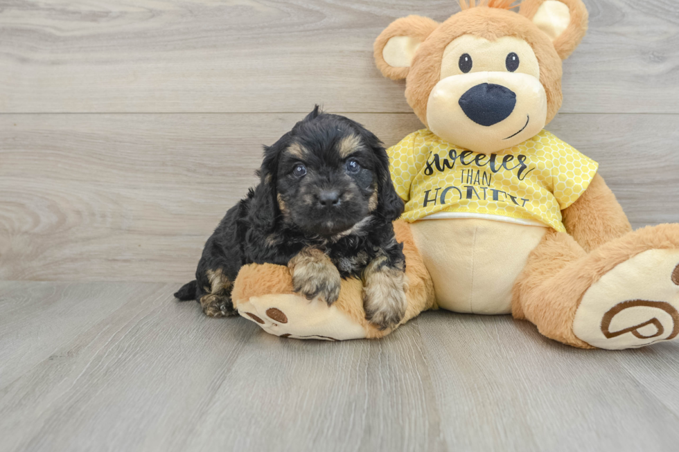 Best Cavapoo Baby