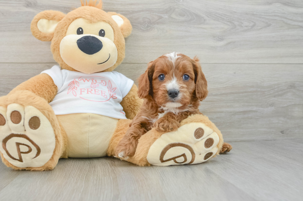 5 week old Cavapoo Puppy For Sale - Florida Fur Babies