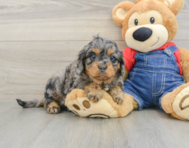 8 week old Cavapoo Puppy For Sale - Florida Fur Babies