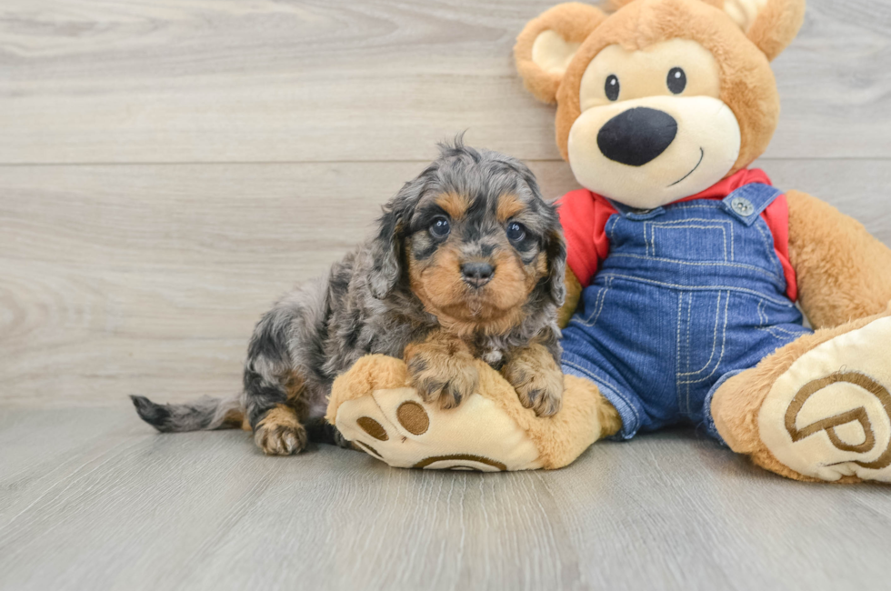 5 week old Cavapoo Puppy For Sale - Florida Fur Babies