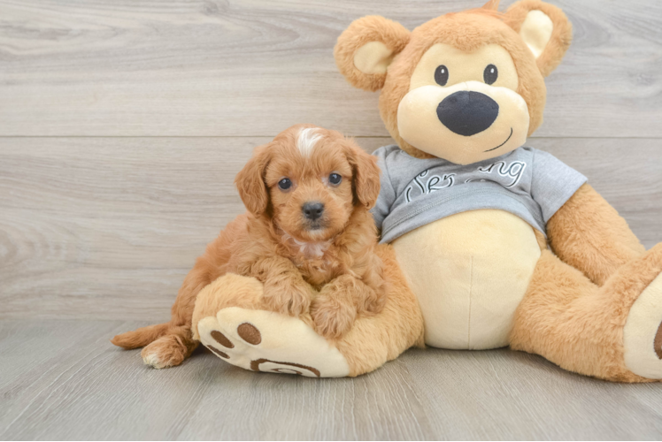 Cavapoo Puppy for Adoption