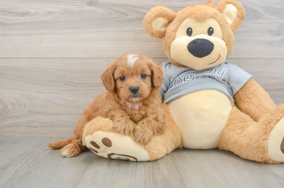 5 week old Cavapoo Puppy For Sale - Florida Fur Babies