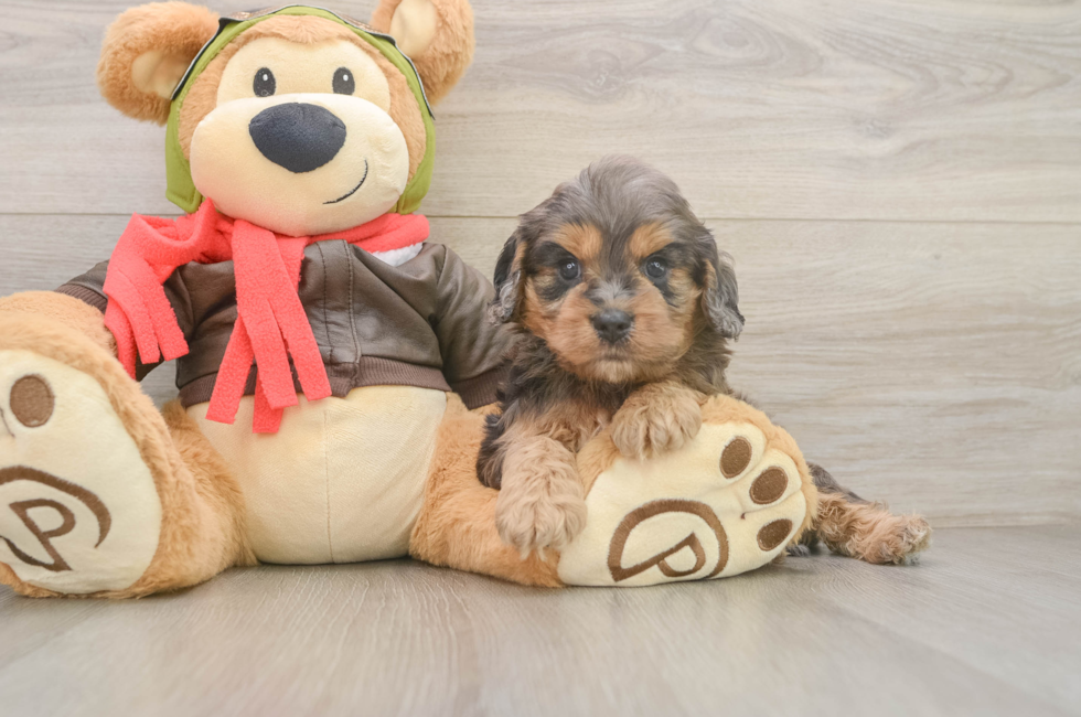 5 week old Cavapoo Puppy For Sale - Florida Fur Babies