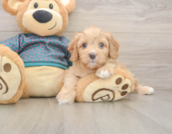 8 week old Cavapoo Puppy For Sale - Florida Fur Babies