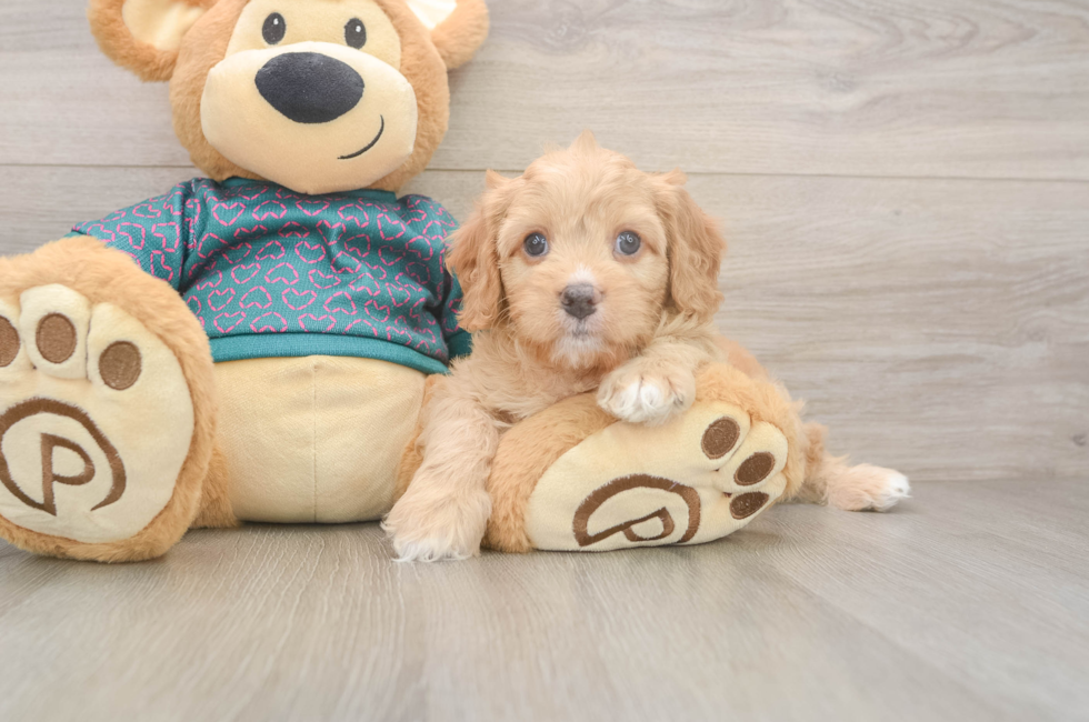 7 week old Cavapoo Puppy For Sale - Florida Fur Babies