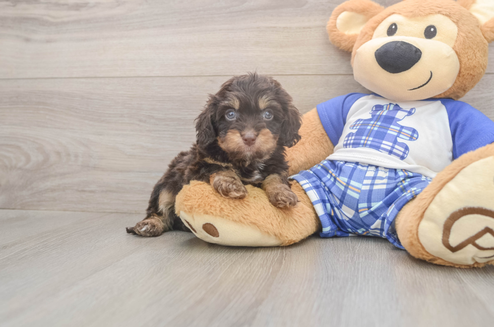 5 week old Cavapoo Puppy For Sale - Florida Fur Babies
