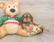 7 week old Cavapoo Puppy For Sale - Florida Fur Babies