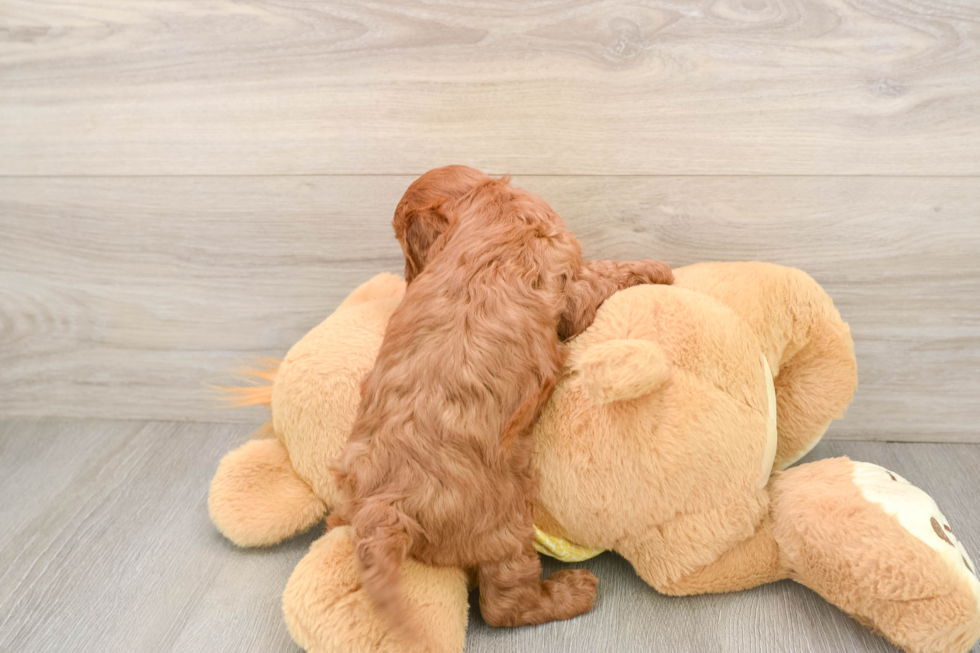 Friendly Cavapoo Baby