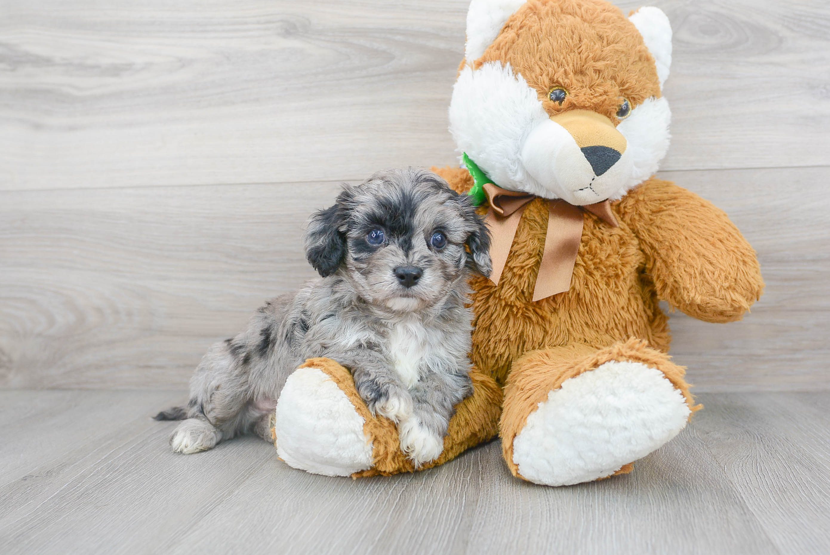 Cute Cavapoo Baby