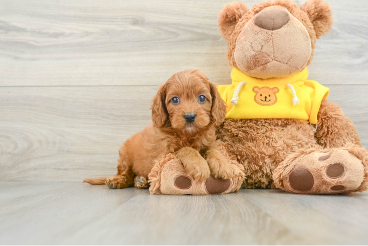 Petite Cavapoo Poodle Mix Pup