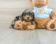 8 week old Cavapoo Puppy For Sale - Florida Fur Babies