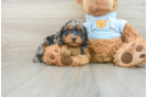 Small Cavapoo Baby