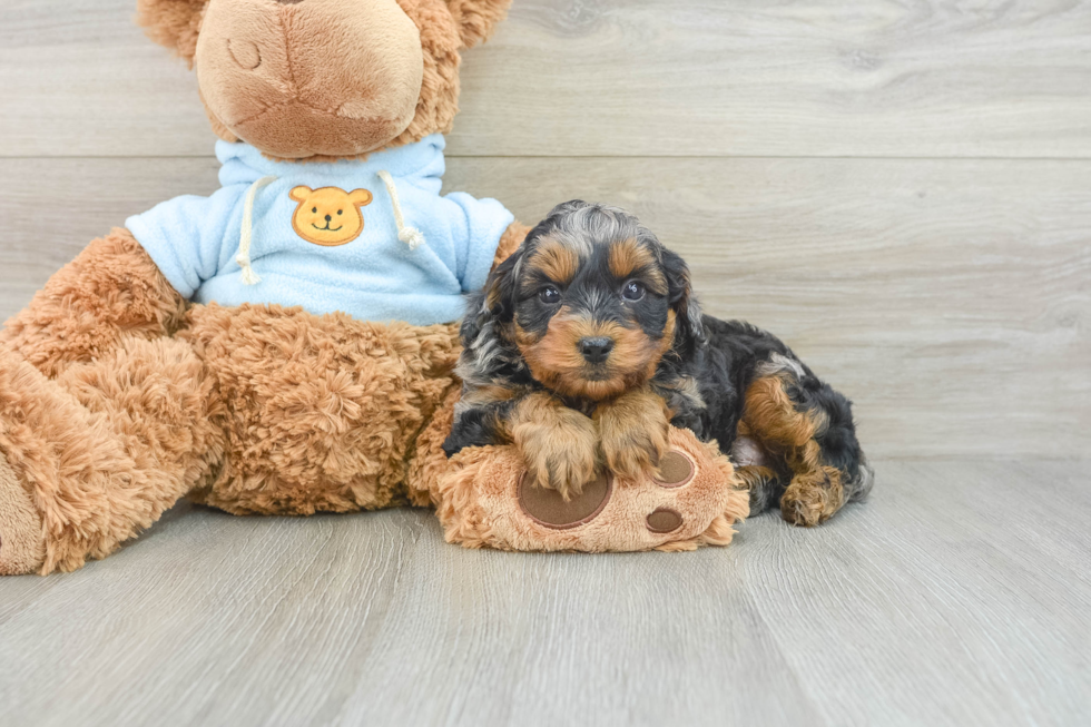 Cavapoo Pup Being Cute