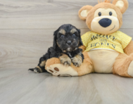 8 week old Cavapoo Puppy For Sale - Florida Fur Babies