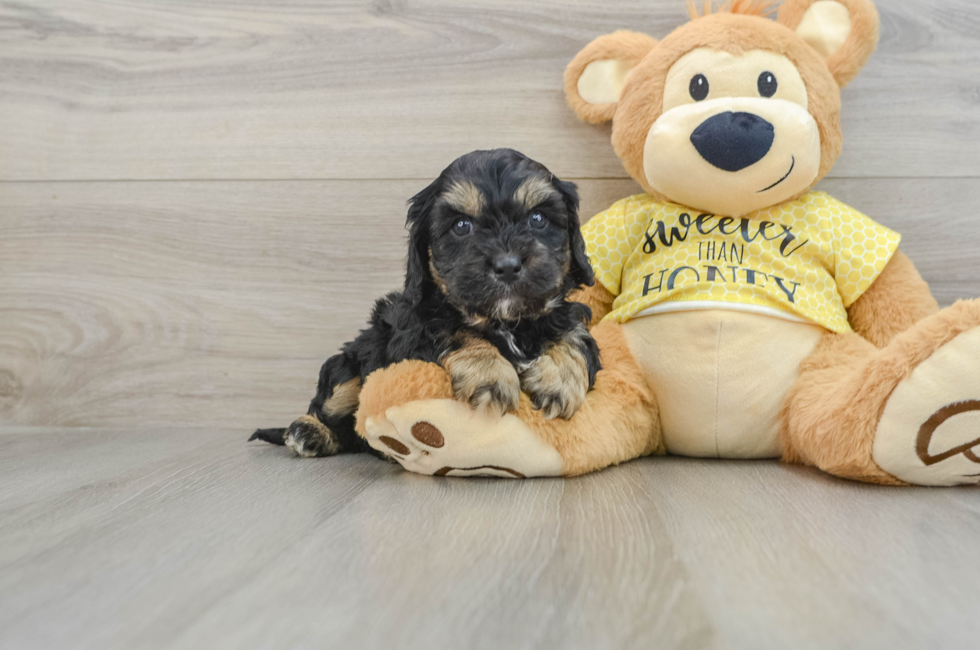 6 week old Cavapoo Puppy For Sale - Florida Fur Babies