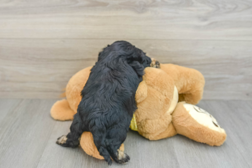 Funny Cavapoo Poodle Mix Pup