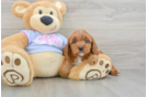 Best Cavapoo Baby