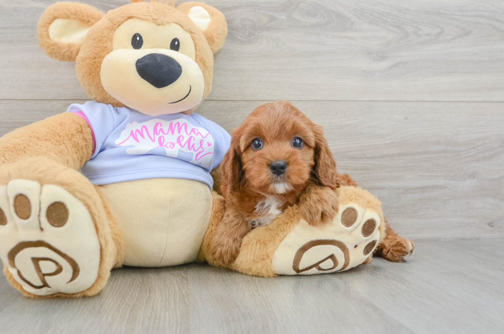 6 week old Cavapoo Puppy For Sale - Florida Fur Babies