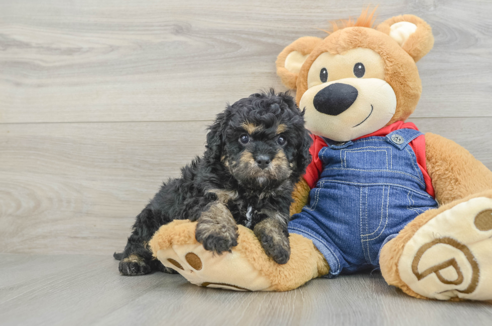 5 week old Cavapoo Puppy For Sale - Florida Fur Babies