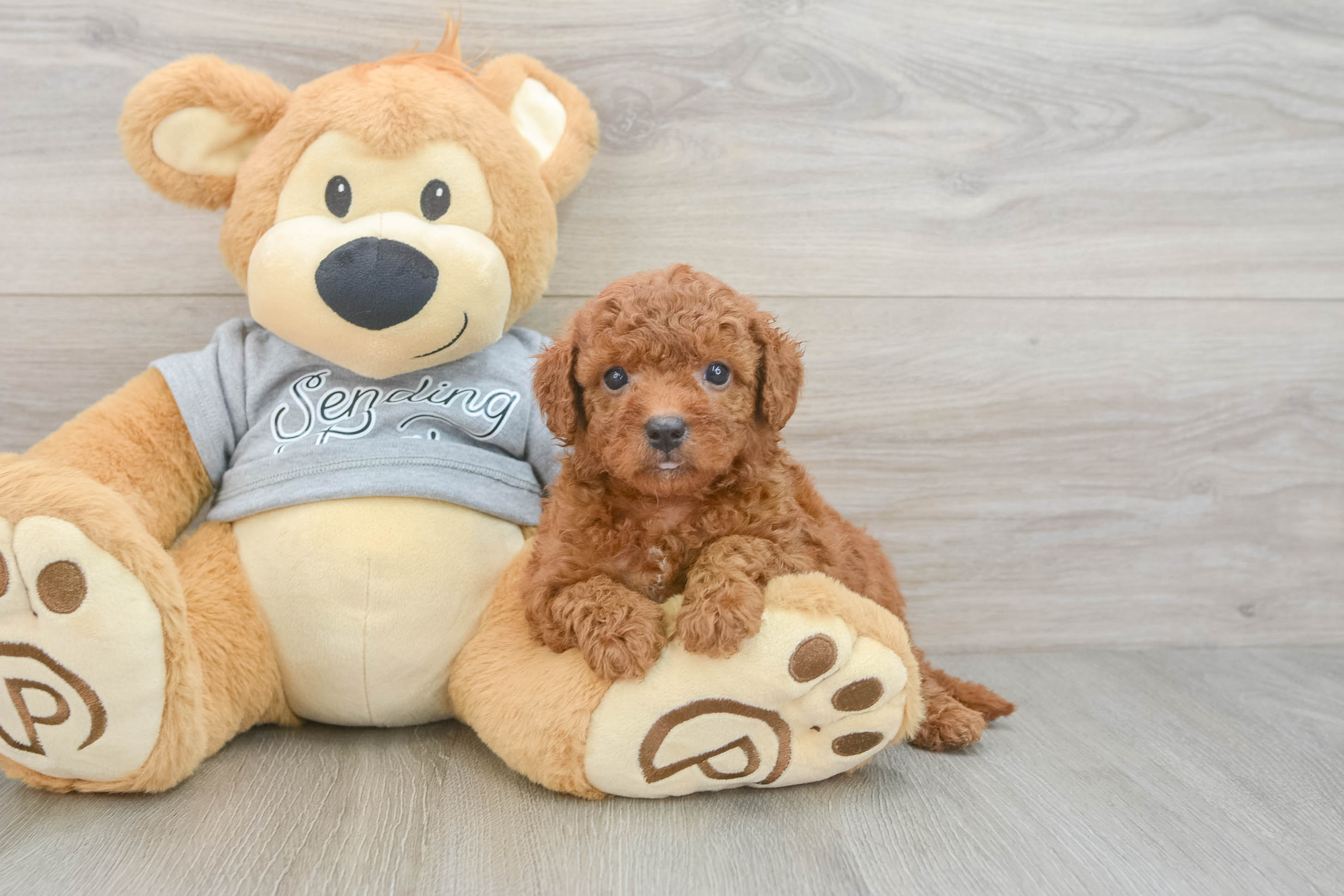 Best Cavapoo Baby