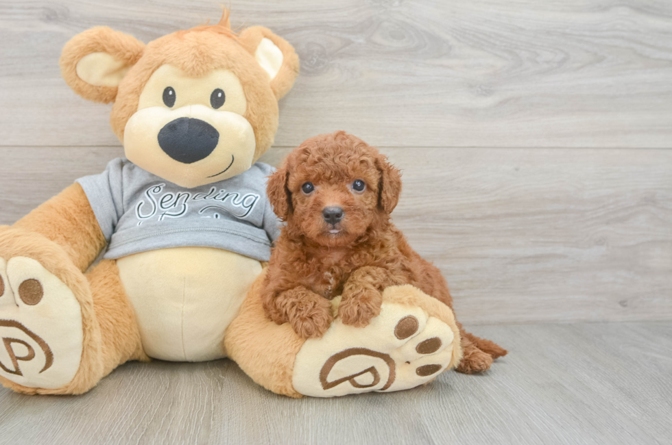 5 week old Cavapoo Puppy For Sale - Florida Fur Babies