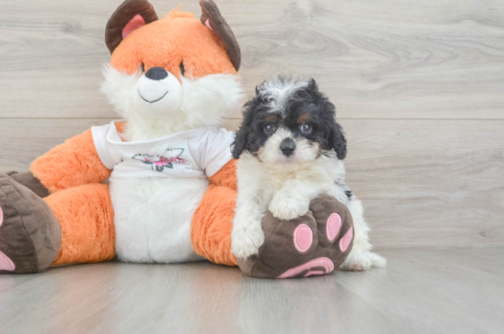 5 week old Cavapoo Puppy For Sale - Florida Fur Babies
