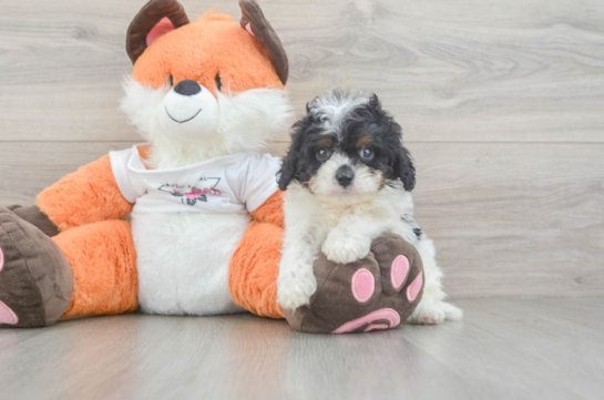 Energetic Cavoodle Poodle Mix Puppy