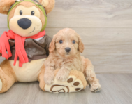 7 week old Cavapoo Puppy For Sale - Florida Fur Babies