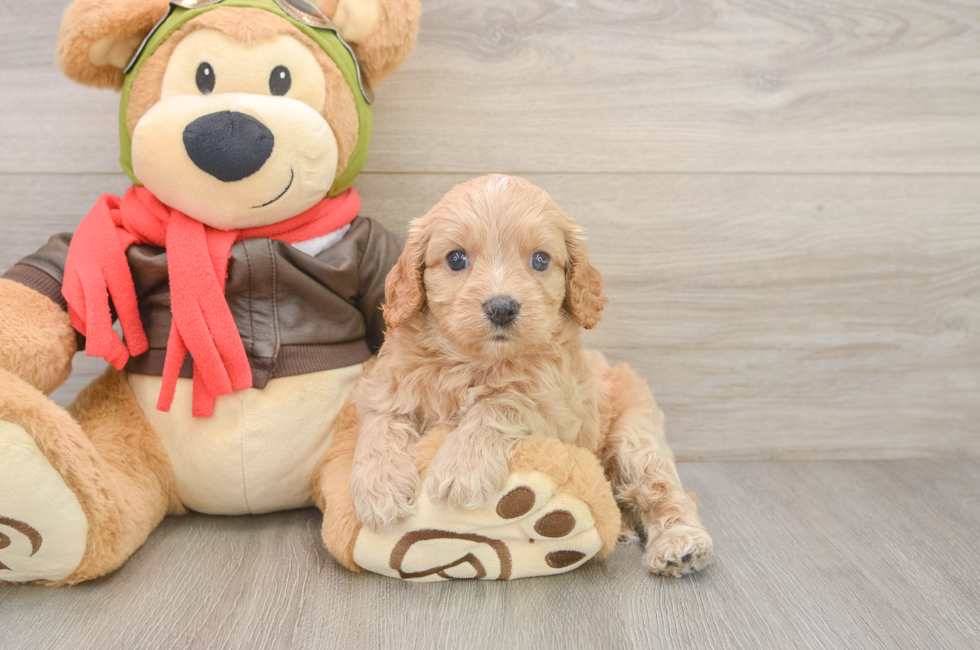 5 week old Cavapoo Puppy For Sale - Florida Fur Babies