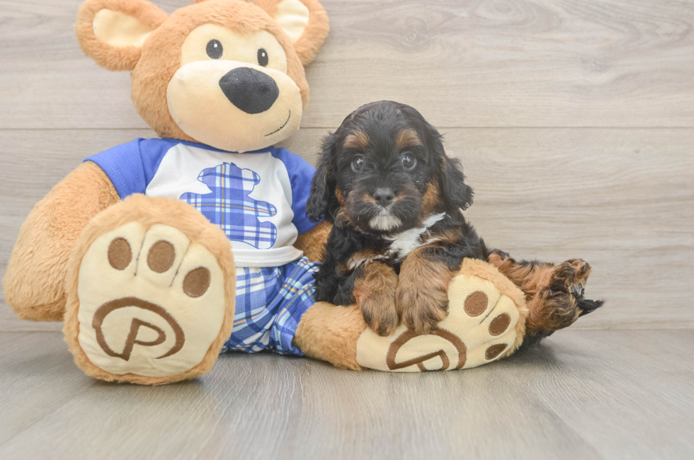 6 week old Cavapoo Puppy For Sale - Florida Fur Babies