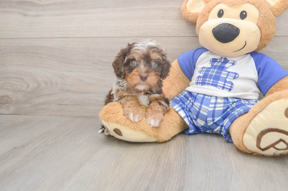 5 week old Cavapoo Puppy For Sale - Florida Fur Babies