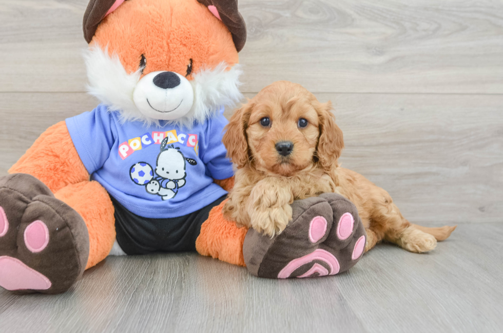 6 week old Cavapoo Puppy For Sale - Florida Fur Babies