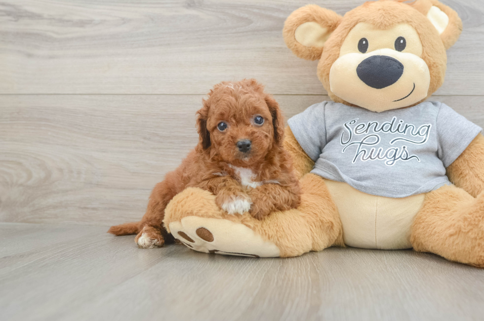 5 week old Cavapoo Puppy For Sale - Florida Fur Babies
