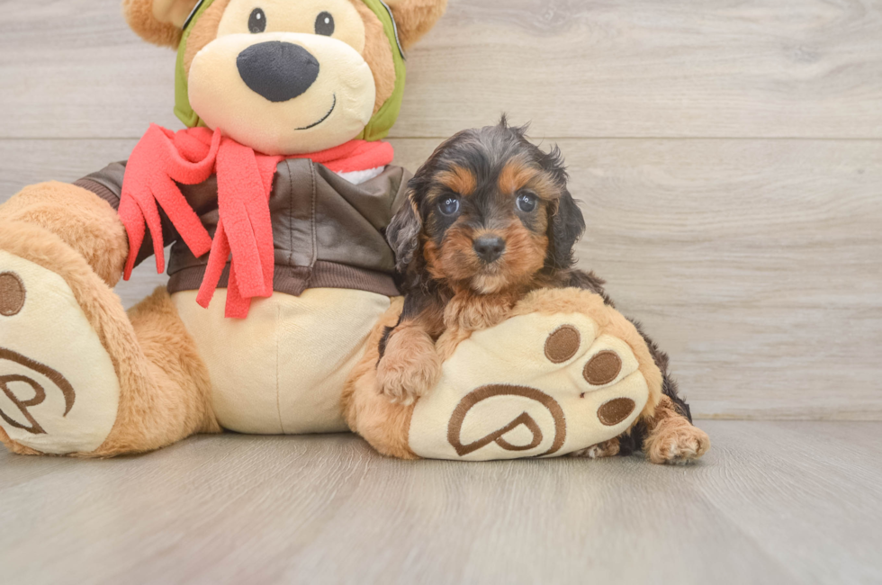 5 week old Cavapoo Puppy For Sale - Florida Fur Babies