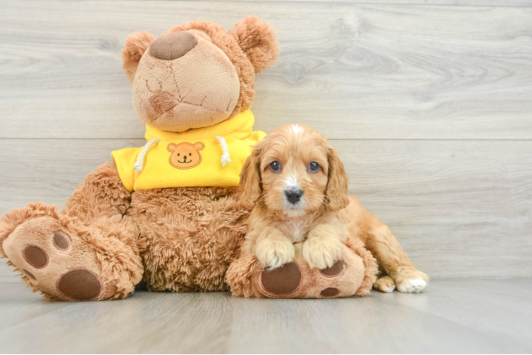 Cavapoo Pup Being Cute